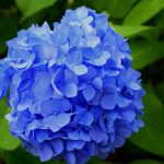 beautiful blooming blossom blue