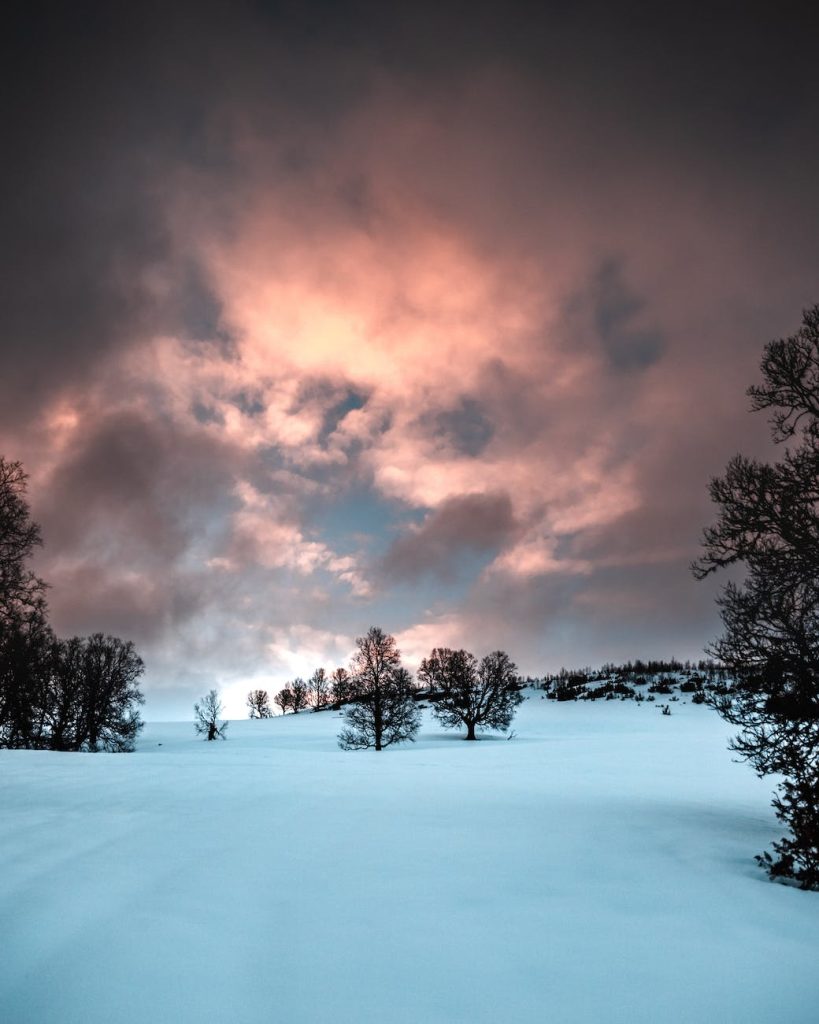 trees on snowfield