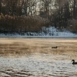 ducks swimming in a body of water in winter