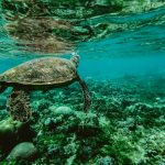 photo of a turtle swimming underwater