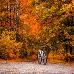 white bicycle in between brown and green leafed trees