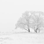 white and black tree illustration