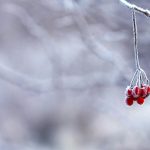 red fruit handing on tree branch selective color photography