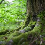 green tree near green plants